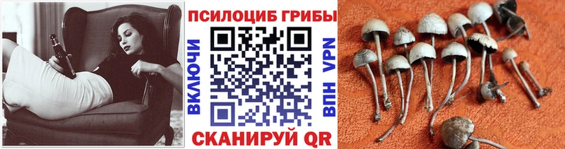 Псилоцибиновые грибы Psilocybine cubensis  shop какой сайт  Сусуман 